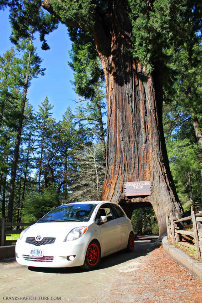 Yes, we drove through a tree in Leggett, CA, a mammoth redwood called the Chandelier Tree.