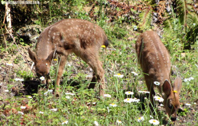 Fawns on Hurricane Ridge Road