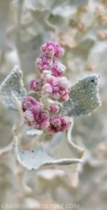 Desert flower-buds