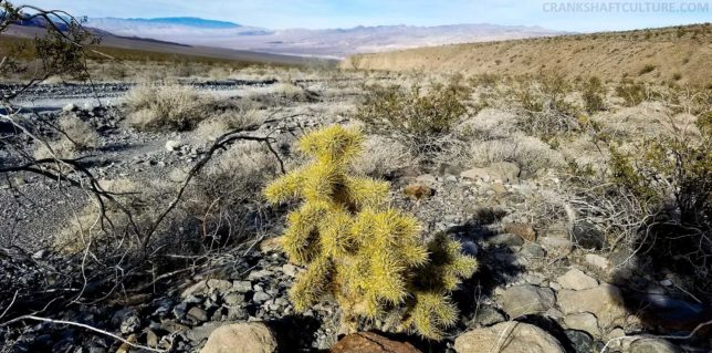 If you stop, there's an abundance of cacti, spider webs, and plant lift along this road.