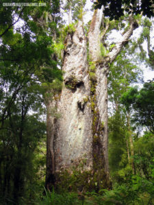 A 3,000 year old kauri tree on New Zealand's north island.