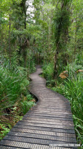 Walkway through the kauri tree forest.