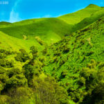 Rolling green hills of New Zealand's north island.
