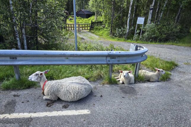 Sheep sitting by road in Norway