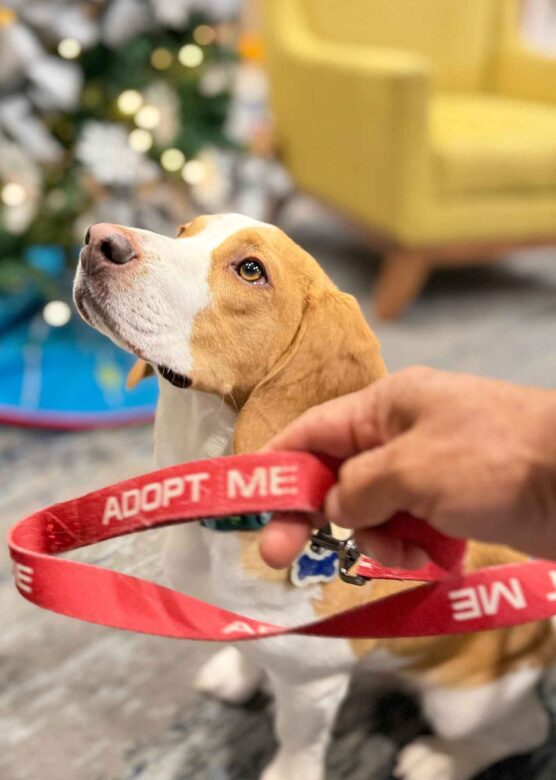 Beagle adoption