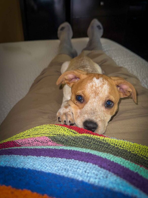 Boudica, one of the Operation Frodo puppies