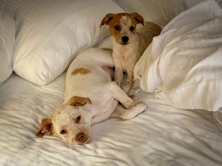 Bronwen and Boudica pups